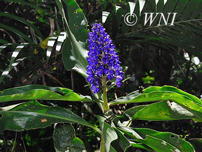Blue Ginger (Dichorisandra thyrsiflora)